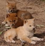 wild dogs