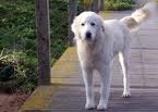 Example of a guard dogs