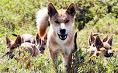 wild dogs