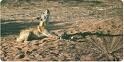 Trapping wild dogs