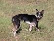 Wild dog