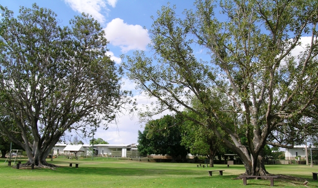 Banks park