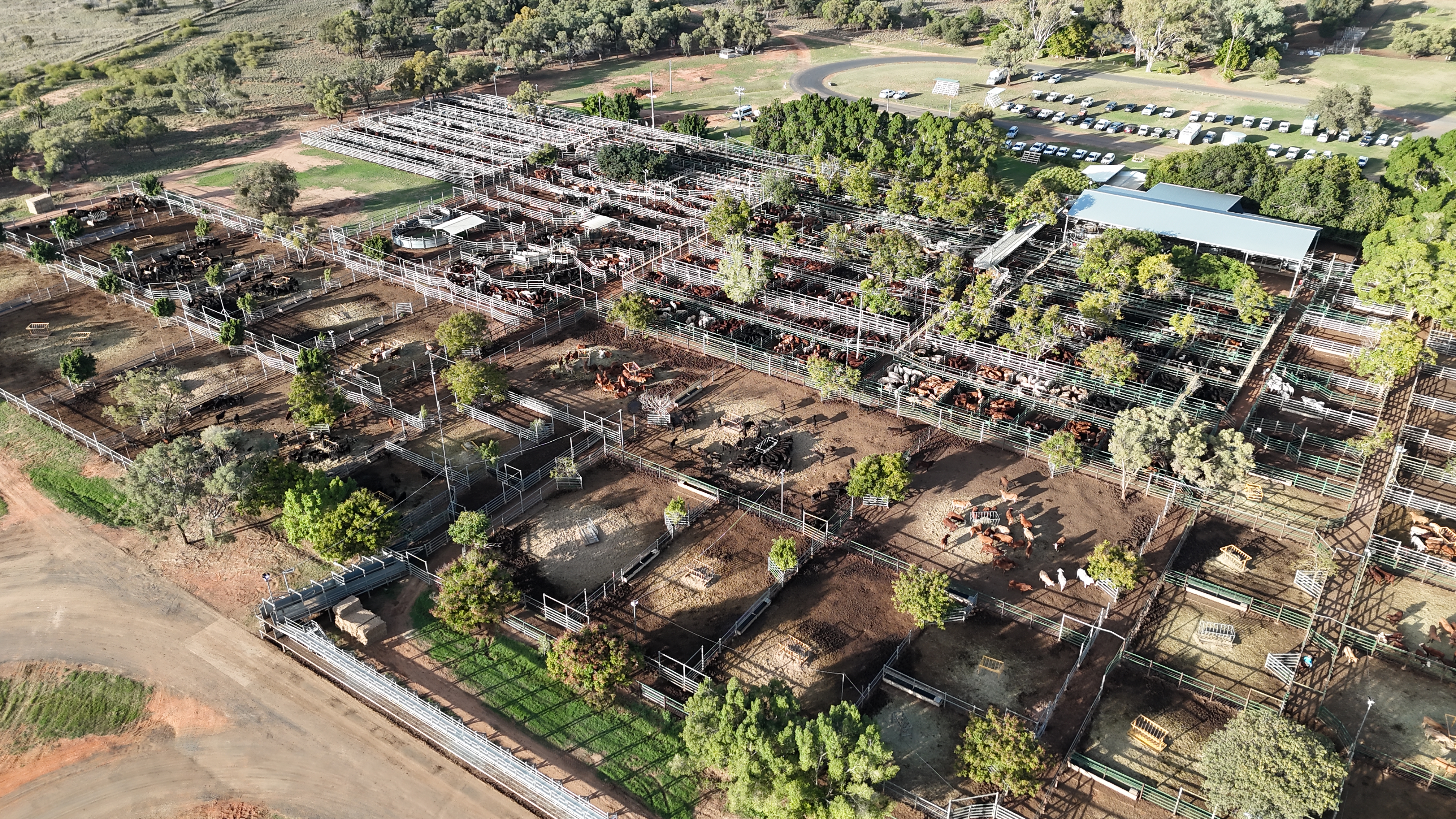 Blackall Saleyards 2026
